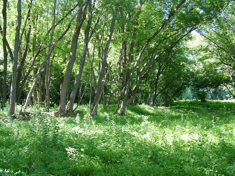 Silver Maple Floodplain Forest